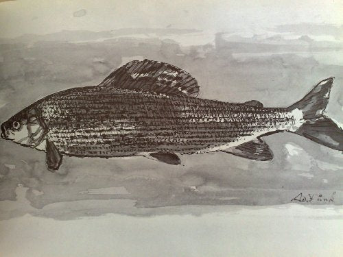 Unsere Fische (Schönheit und Erlebnis)