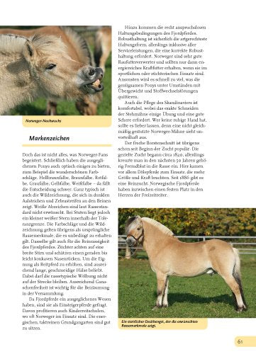 Alles über Ponys: Rassen, Haltung und Pflege, Reiten und Fahren