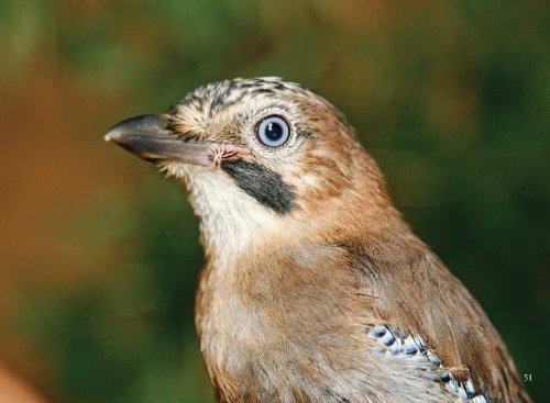 Lebe mit mir. Ich bin ein Bewusstseinsaspekt in deiner Seele