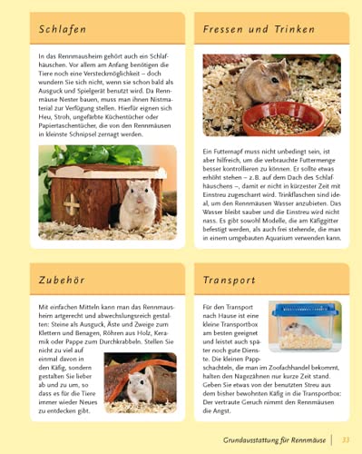 Rennmäuse: halten & pflegen, verstehen & beschäftigen