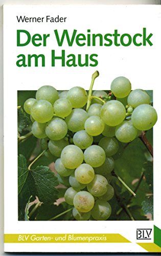 Der Weinstock am Haus.