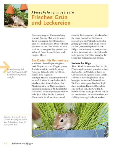 Rennmäuse: halten & pflegen, verstehen & beschäftigen