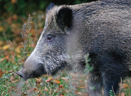 Lebe mit mir. Ich bin ein Bewusstseinsaspekt in deiner Seele
