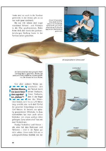 Was ist was, Band 085: Wale und Delfine