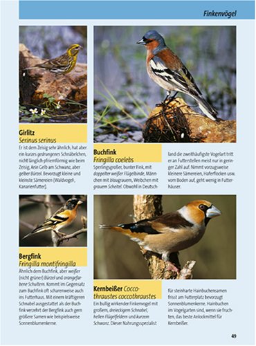 Vögel füttern - aber richtig: Anlocken, schützen, sicher bestimmen