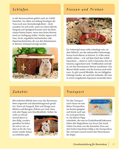 Rennmäuse: halten & pflegen, verstehen & beschäftigen