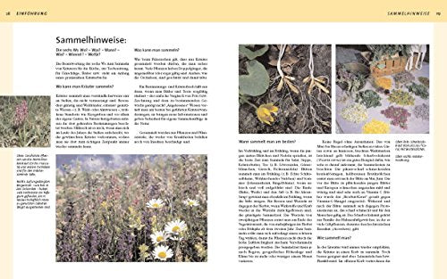 Heilpflanzen & Kräuter