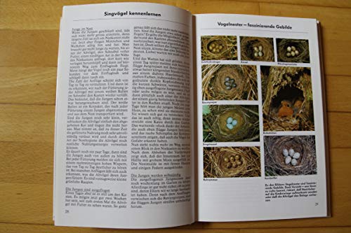 Singvögel kennenlernen, erleben, schützen