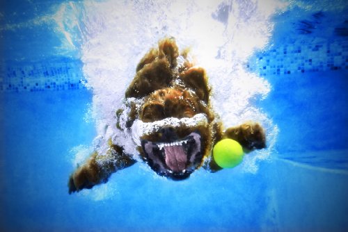 Underwater Dogs
