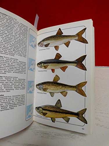 Der Kosmosfischführer