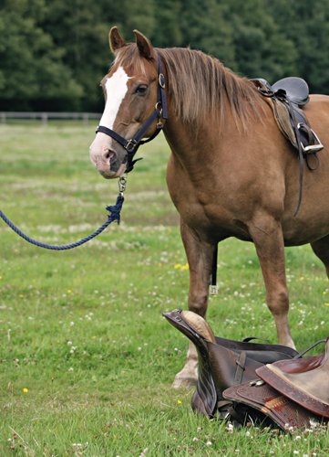 Alles über Ponys: Rassen, Haltung und Pflege, Reiten und Fahren