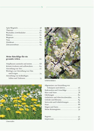 Heilkraft aus dem Garten: Geheimnisse eines Kräutergärtners