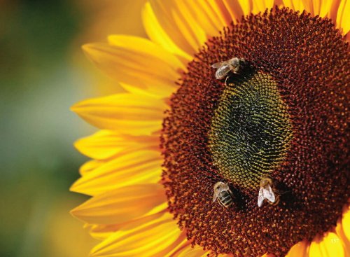 Lebe mit mir. Ich bin ein Bewusstseinsaspekt in deiner Seele