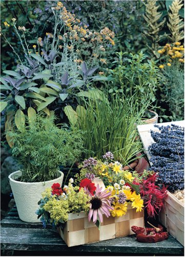 Heilkraft aus dem Garten: Geheimnisse eines Kräutergärtners