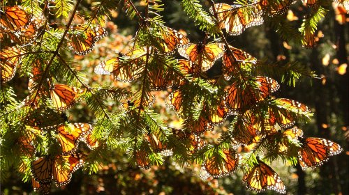 Die Reise des Schmetterlings - Das Geheimnis des Monarchfalters